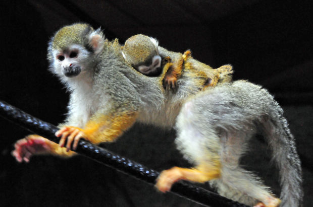 Squirrel Monkey